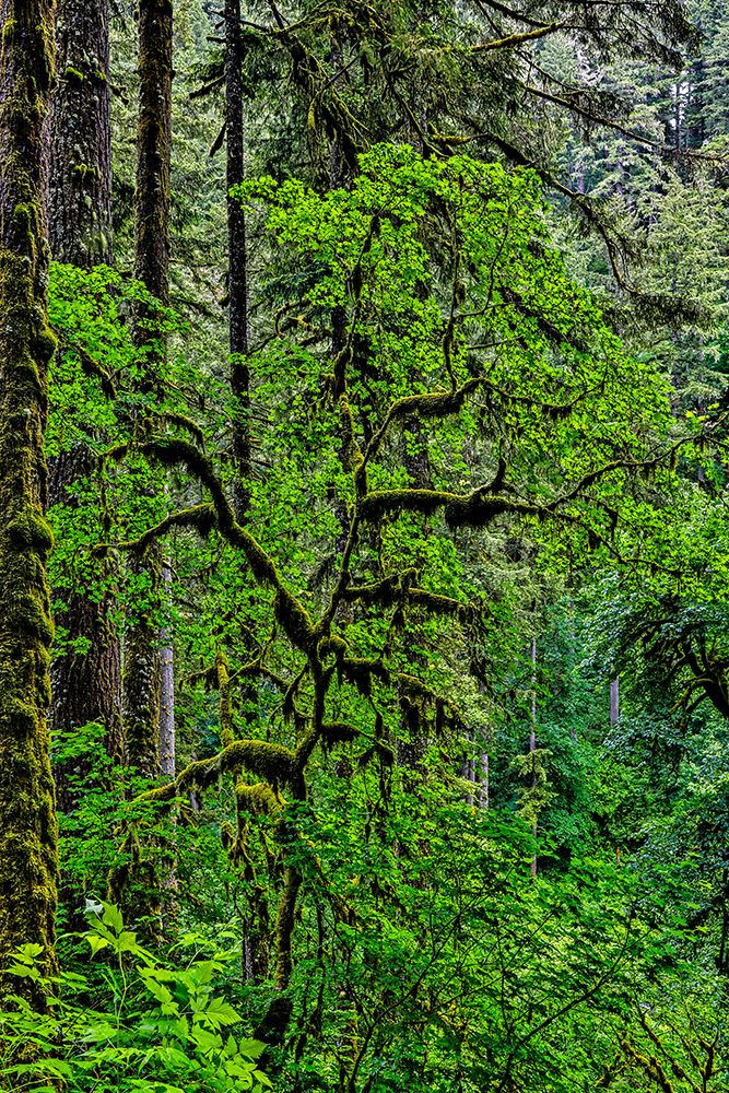 USA-Oregon-Silver Falls State Park